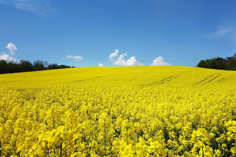 Rapsfeld